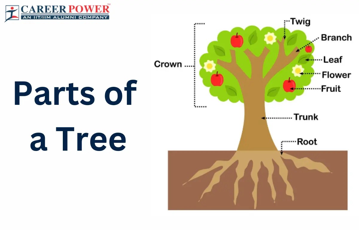 Parts-of-a-Tree-featured2406.jpg