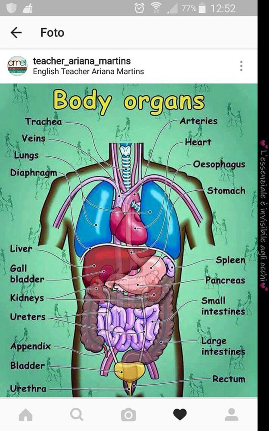 2406 Body Organs.jpg