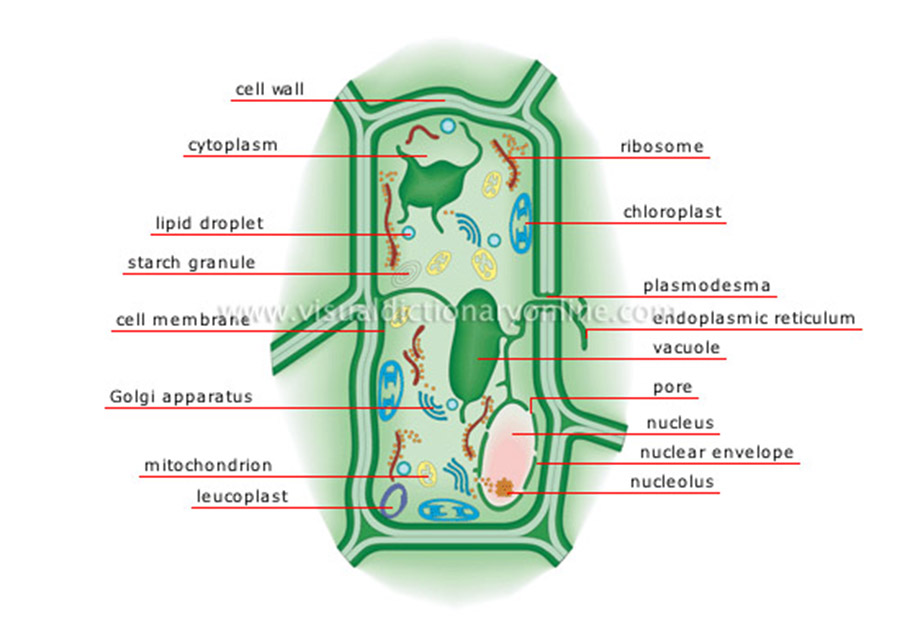 2406 plant-cell.jpg