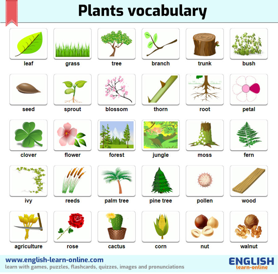 2406 plants-vocabulary-images-in-english.jpg