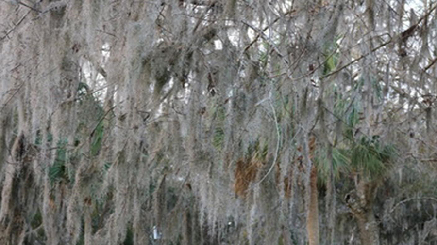 2407 Spanish Moss at Cedar Point.jpg