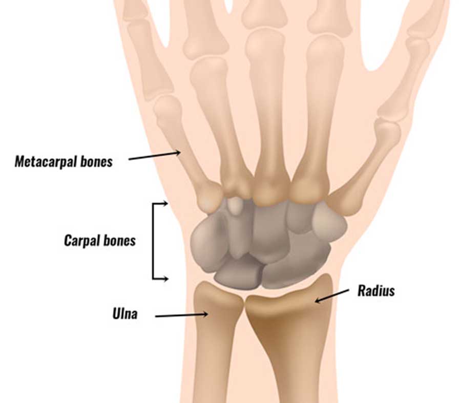 2407 Wrist Anatomy.jpg