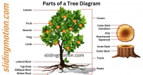 2406 Parts-of-a-Tree-Names-Functions-Diagram
