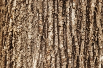 2406 tree bark skin texture