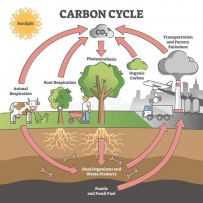 2406 Carbon cycle