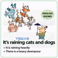 IT’S RAINING CATS AND DOGS