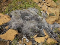 2407 Gray wool moss