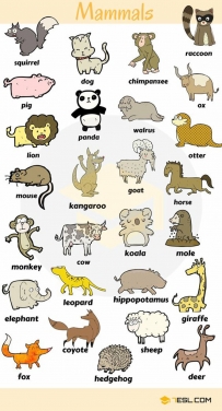 2406 Mammals Words