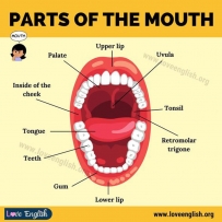 2406 Parts of the mouth