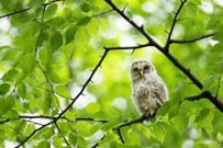 2407 a recently fledged barred owl sits high in the tree