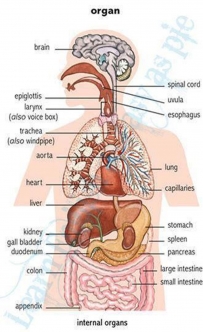 2406 Human Organs