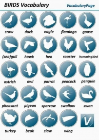 2406 Bird vocabulary