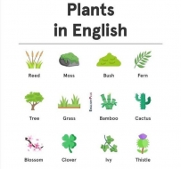 Plants in English
