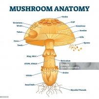 2406 Mushroom Diagram