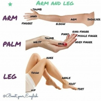 2406 Arm Palm and Leg