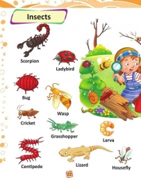 2406 How to tell insects