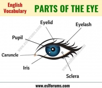 2406 parts of the eye