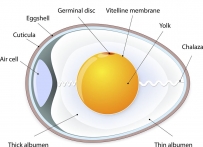 2406 Egg part names diagram