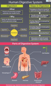 2406 Parts of a digest system