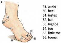 2406 Detailed parts of foot