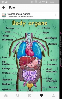 2406 Body Organs