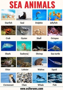2406 Sea Animals