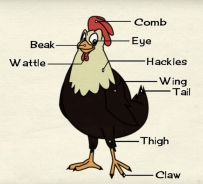 2406 Body parts of a cock