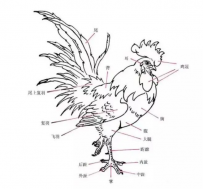 A diagram of the body structure of a rooster