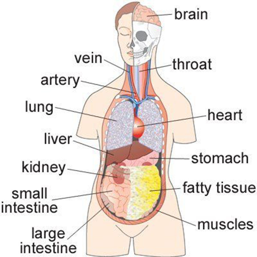 2406 From Brain to Large Intestine.jpg