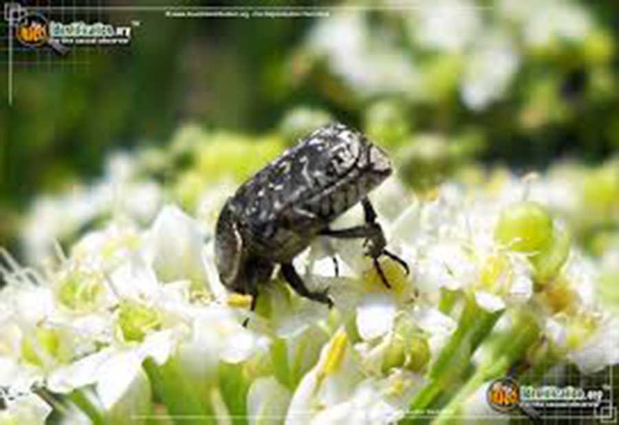 2407 Spangled Flower Beetle.jpg