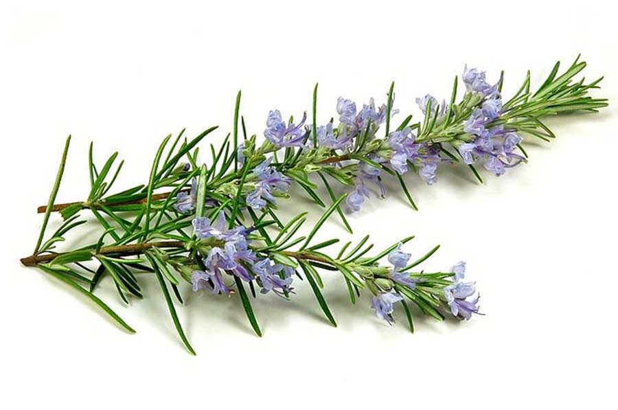 2407 A Sprig of Rosemary.jpg