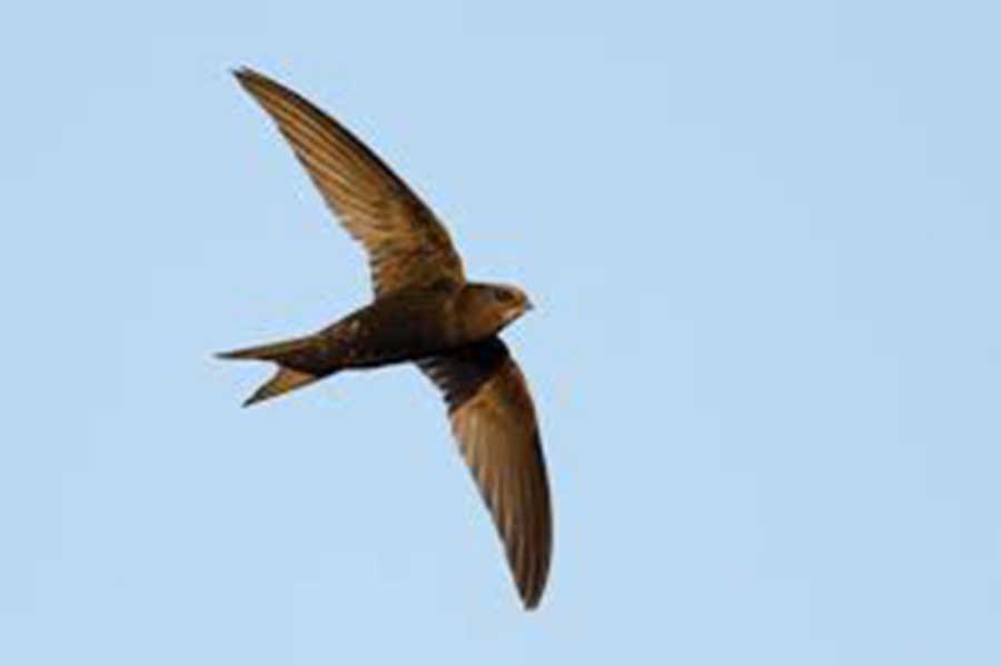 2407 Swift birds.jpg