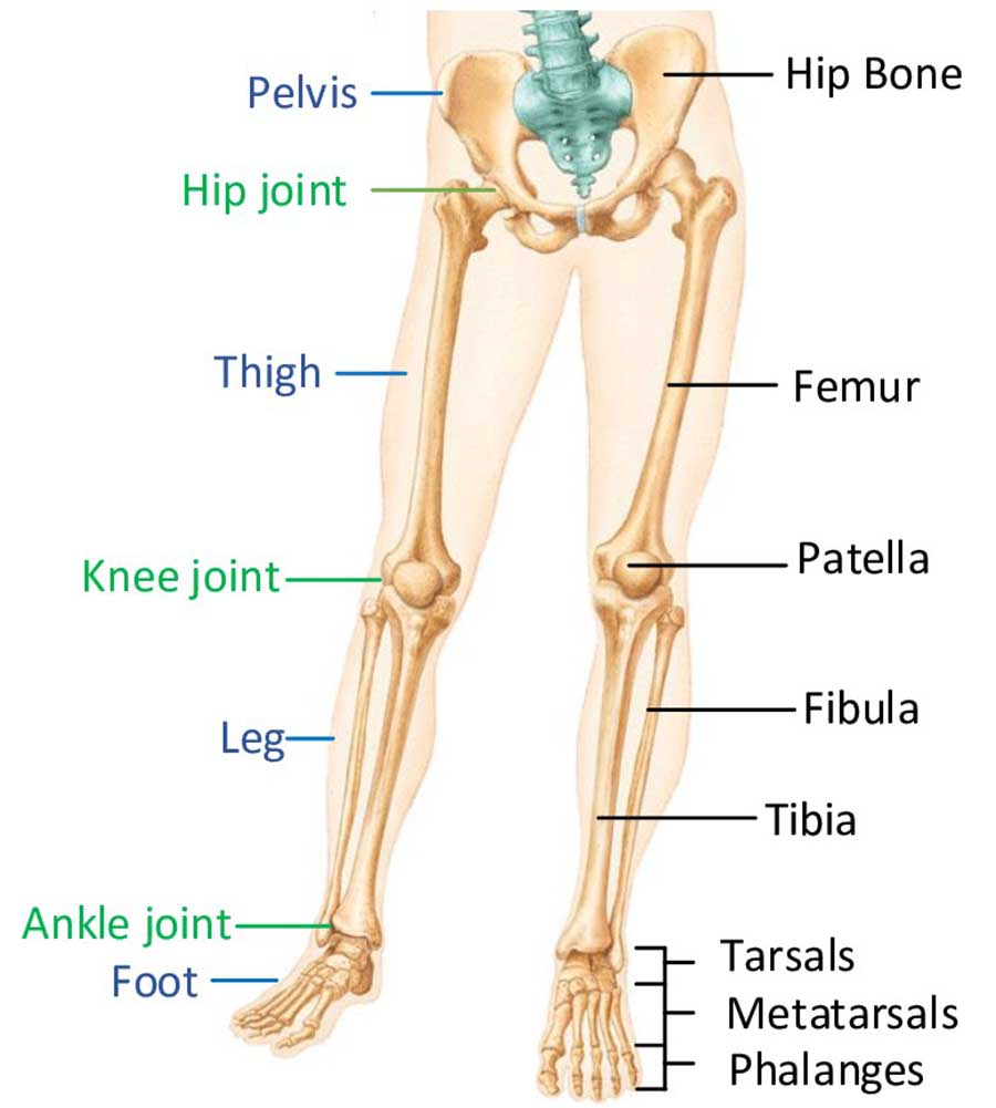 2407 Anatomy of the lower limb.jpg