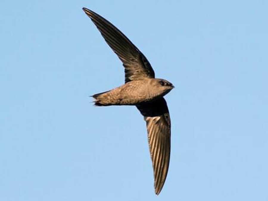 2407 Chimney swallow.jpg