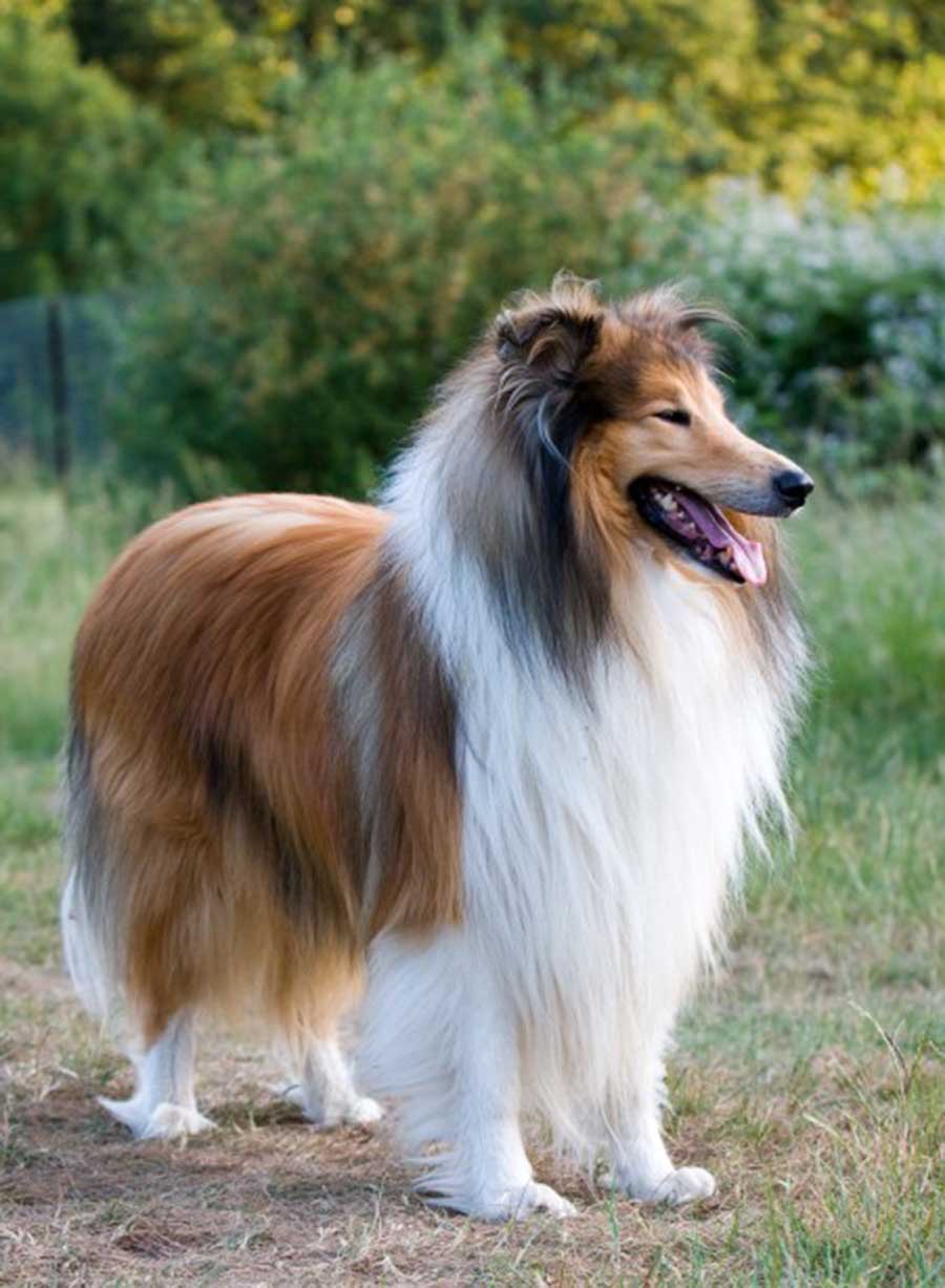 2407 Collie Dog.jpg