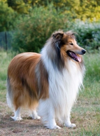 2407 Collie Dog