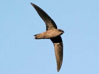 2407 Chimney swallow