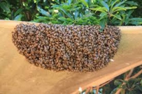 2407 Swarming (honey bee)