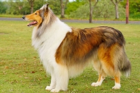 2407 Rough Collie