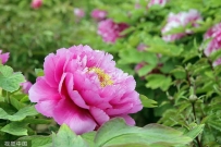 A pink flower with green background